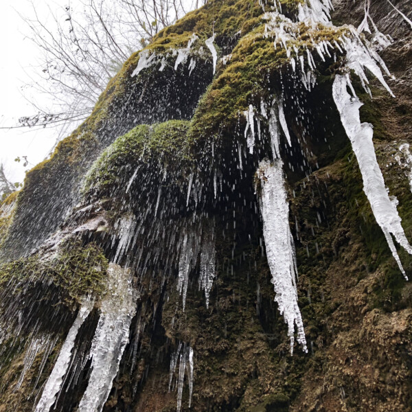 Eiszapfen hängen von bemoosten Felsen am Cholersbach. Winterliche Natur mit gefrorenem Wasser.