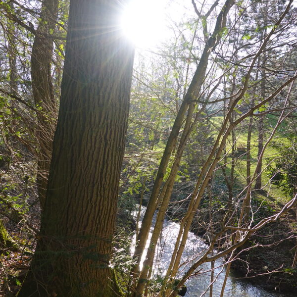 Baum am Ufer der Drize im Sonnenlicht. Naturlandschaft mit Bach und Bäumen.