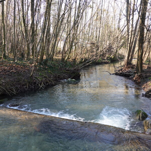 Drize Flusslauf im Wald, ruhige Naturlandschaft.