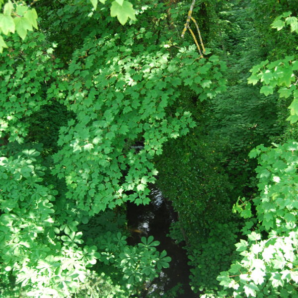 Blick von oben auf den Erzbach, umgeben von üppigem Grün.