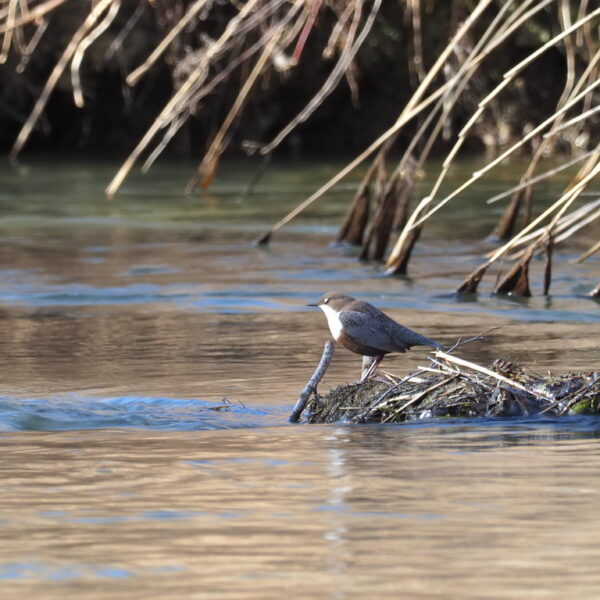 Wasseramsel sitzt auf einem Ast im fließenden Wasser.