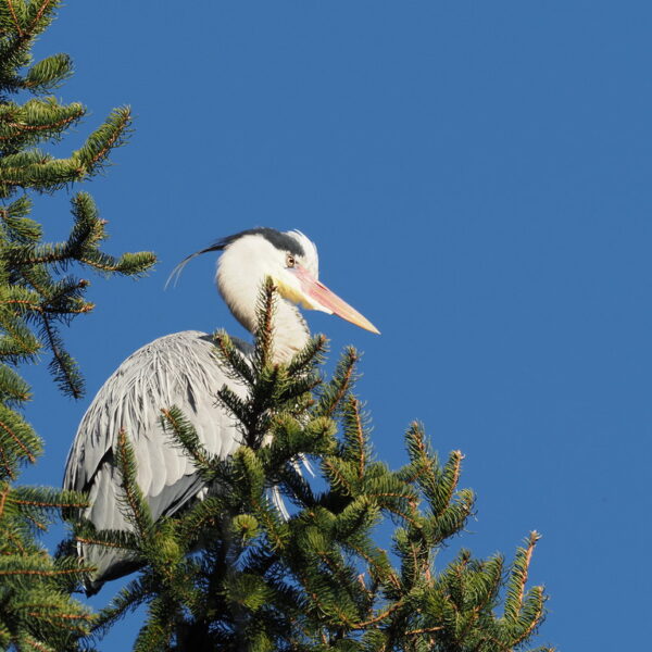 Graureiher sitzt auf einem Baum vor blauem Himmel.