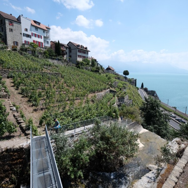 Weinberge in Forestay, Schweiz, mit Blick auf den Genfersee und Häusern am Hang.