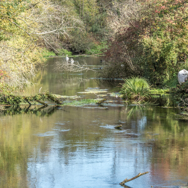 Flusslandschaft in Giessen (Rupperswil) mit Bäumen und Spiegelungen im Wasser.