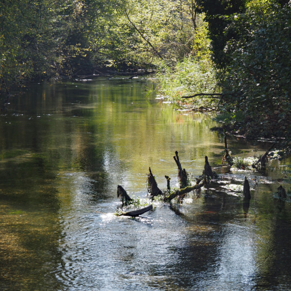 Flusslandschaft in Giessen (Rupperswil) mit Bäumen und reflektierendem Wasser.
