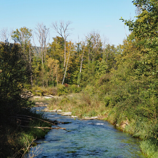 Fluss Giessen in Rupperswil, umgeben von herbstlicher Natur und Bäumen.