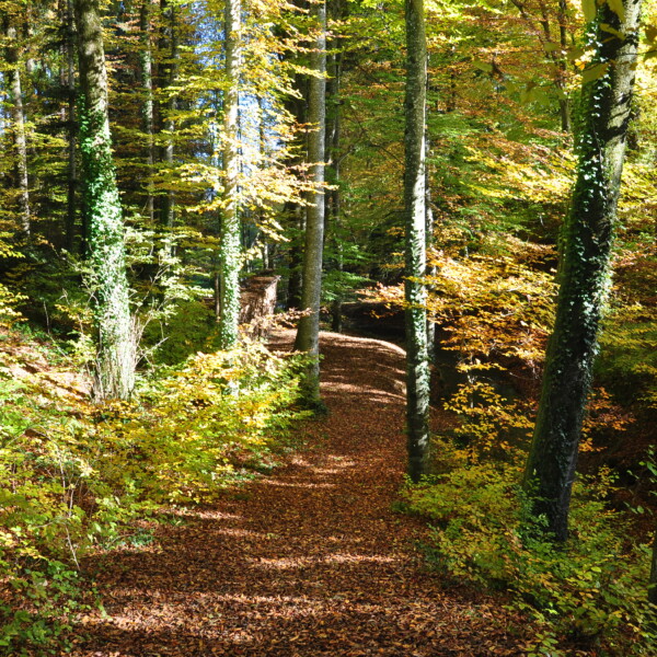 Herbstlicher Waldweg in Giessenbach mit bunten Blättern und Bäumen.