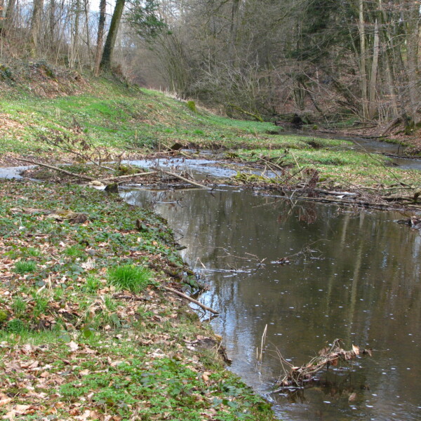 Giessenbach-Bachlauf im Wald mit Uferbewuchs und Baumstämmen im Wasser.