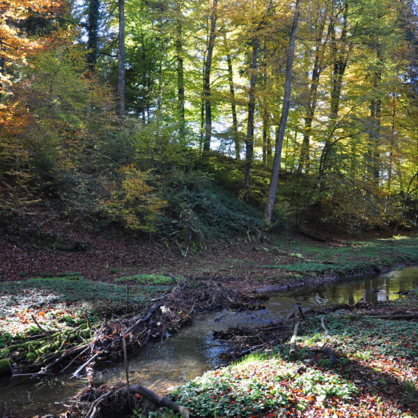 Bachlauf im Giessenbach Herbstwald mit bunten Blättern und Bäumen.