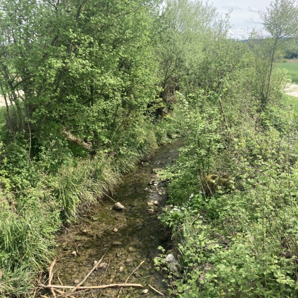 Giglerbach: Bachlauf mit üppiger Vegetation an einem sonnigen Tag.