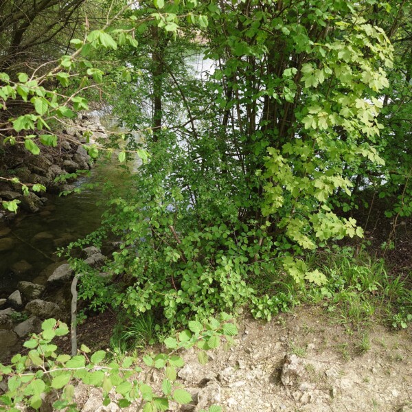 Grüner Uferbereich des Giglerbachs mit üppiger Vegetation und fließendem Gewässer.