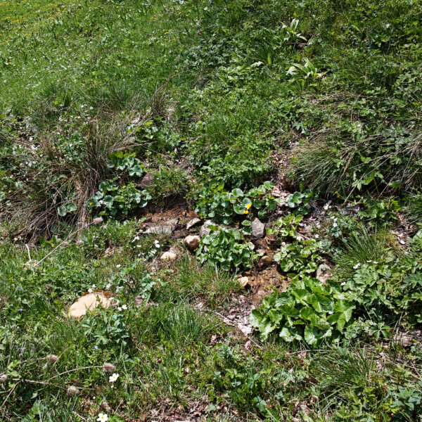 Giglerbach: Grüne Wiese mit kleinem Bachlauf und üppiger Vegetation.
