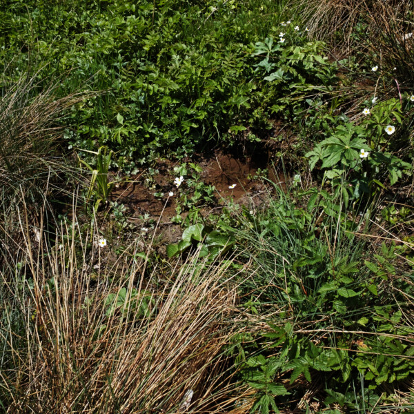 Gräser und grüne Pflanzen am Giglerbach, nasse Erde sichtbar.
