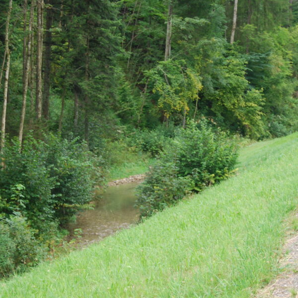 Gonzenbach: Bachlauf neben einer grünen Wiese und einem Waldrand.