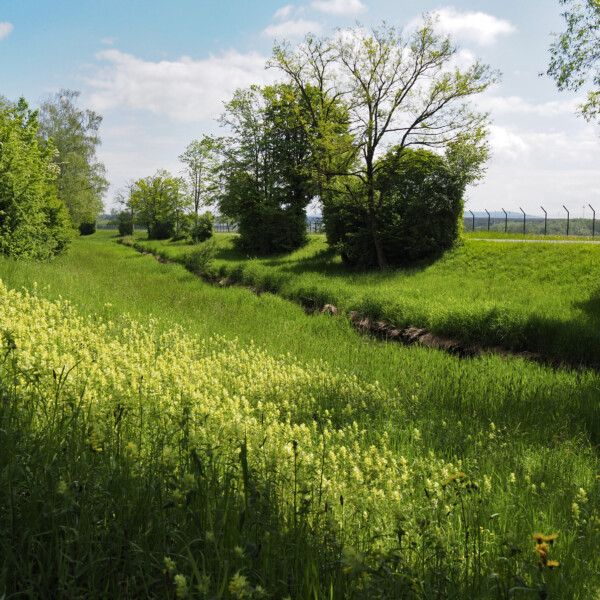 Grüner Himmelbach-Abschnitt mit Wildblumen und Bäumen unter blauem Himmel.