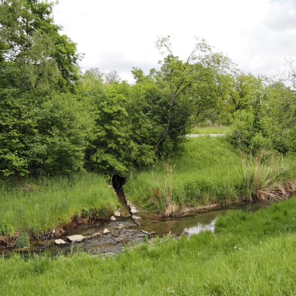 Himmelbach Bachlauf mit üppigem Grün und Bäumen an einem bewölkten Tag.