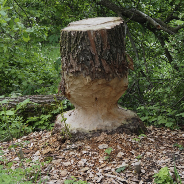 Baumstumpf, von einem Biber gefällt, am Himmelbach.