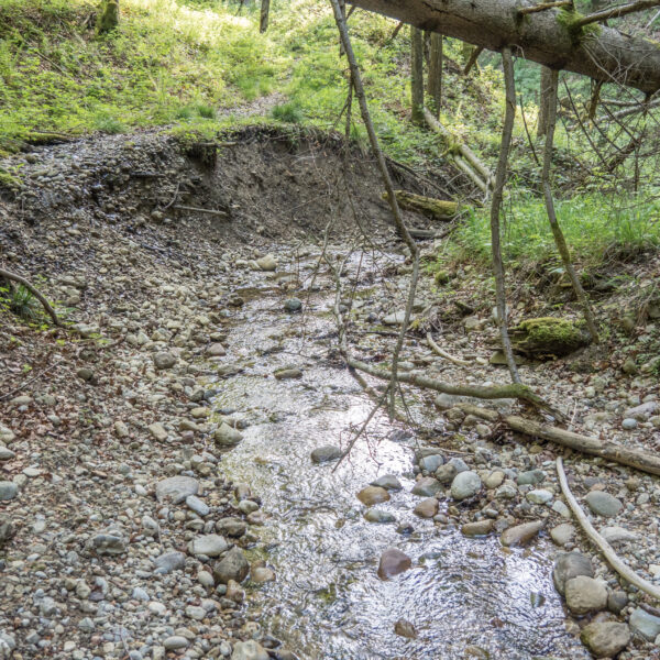 Bachlauf der Hinteren Töss mit Steinen und Uferböschung im Wald.