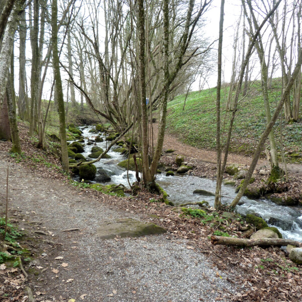 Krebsbach: Bachlauf durch einen Wald mit Bäumen und grüner Böschung.