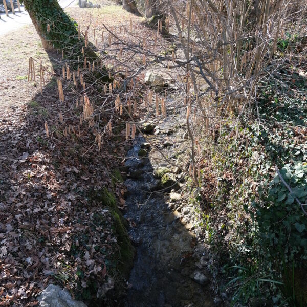 Bachlauf La Drize im Frühling mit Haselsträuchern und herabgefallenen Blättern.