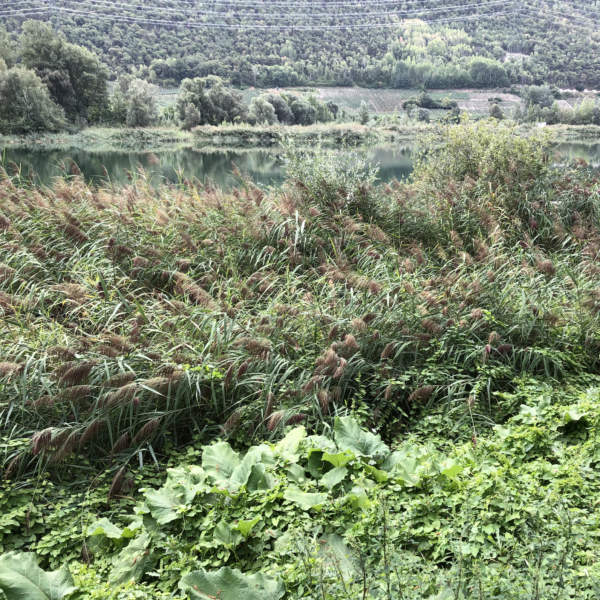 Schilf am Ufer des Lac de la Corne. Grüne Landschaft und ruhiges Wasser.