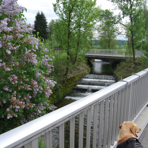 Brücke über die Mönchaltorfer Aa mit Flieder und einem Hund am Geländer.