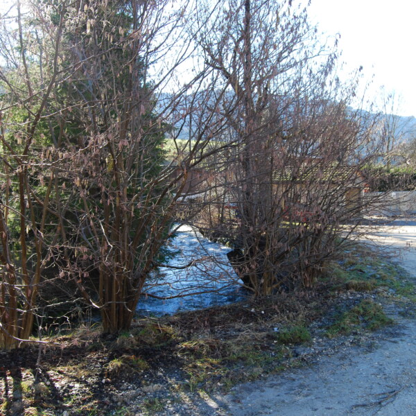 Bachlauf in Raus, umgeben von Bäumen und Sträuchern im Winter.