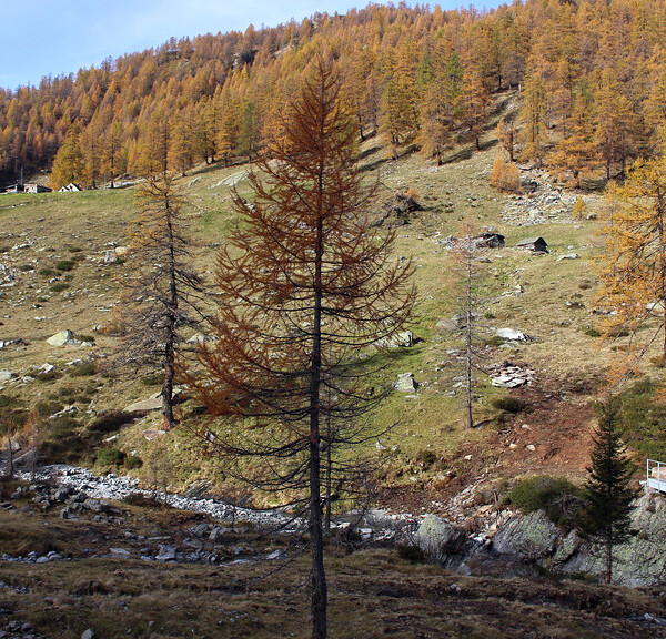 Herbstliche Landschaft mit Lärchenwald und kleinem Bachlauf am Ri di Sfii.