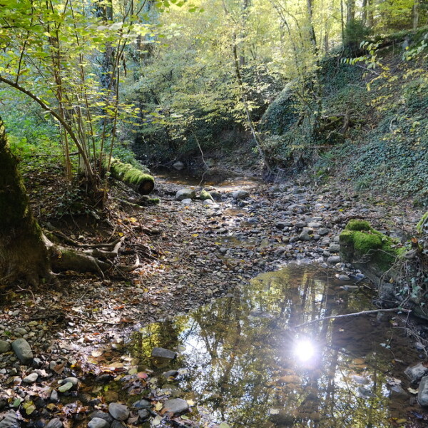 Ruisseau de Tuernant: Bachlauf mit Steinen und Bäumen im Wald, Sonnenlicht reflektiert im Wasser.