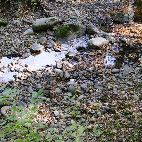 Ruisseau de Tuernant: Bachlauf mit Steinen und herbstlichem Laub
