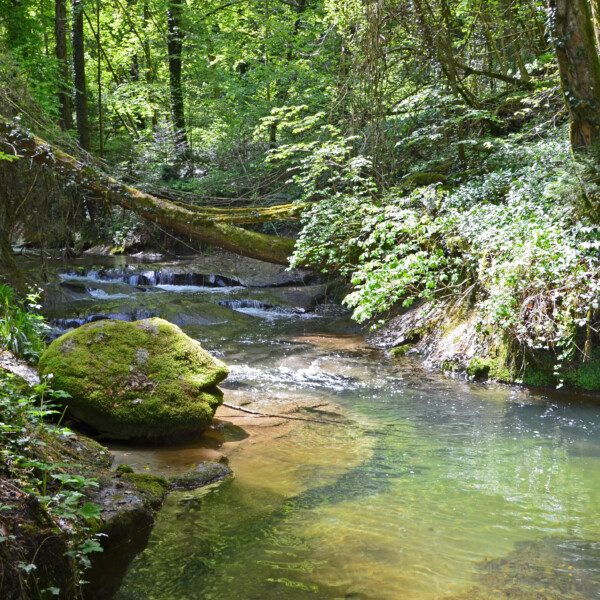 Moosbedeckter Felsen im Ruisseau de Vaux, einem friedlichen Bach im Wald.