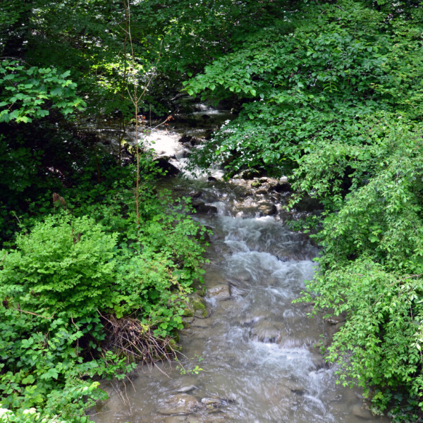 Fließender Bach umgeben von üppigem Grün in Sandoleyre.