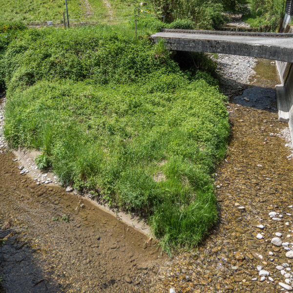 Bachlauf des Schärligbachs mit üppiger Vegetation und einer kleinen Brücke.