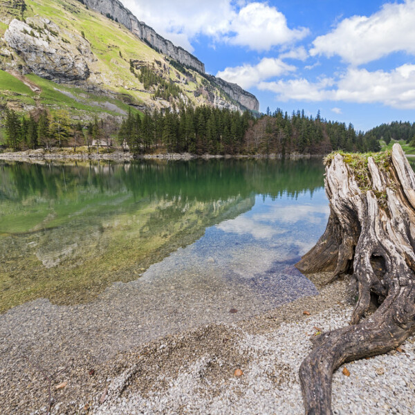 Seealpsee mit Bergpanorama und Baumstumpf am Ufer. Ruhige Wasseroberfläche.
