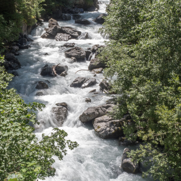 Wildwasser der Sefinen Lütschine zwischen Felsen und Bäumen.