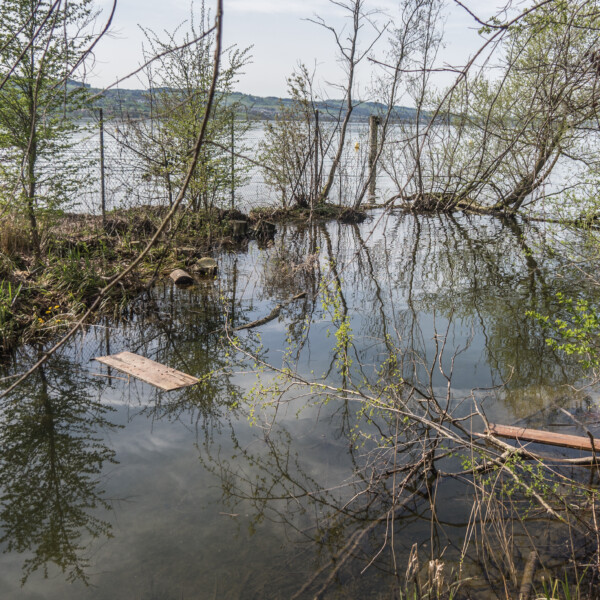 Ufer des Sempachersees mit Bäumen, Wasser und Holzstücken. Reflektierender Himmel im Wasser.