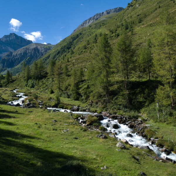 Sertigbach: Berglandschaft mit reißendem Bachlauf und grünen Hängen im Sertigtal.