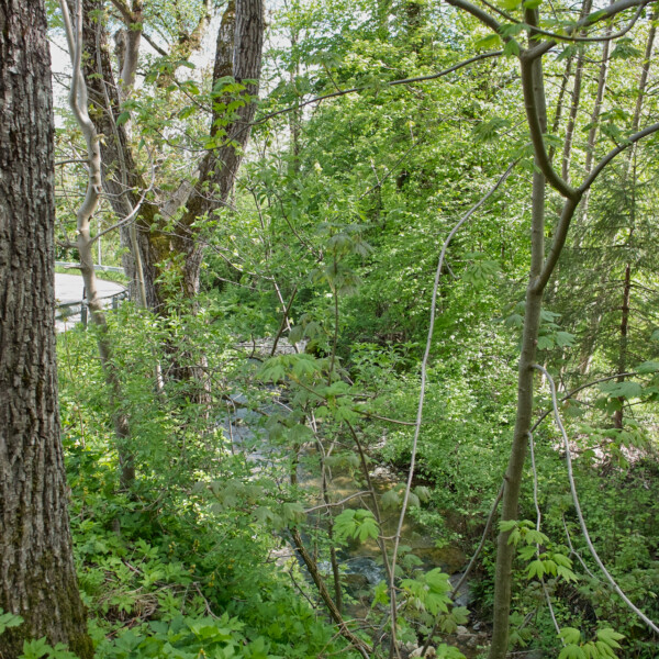 Blick durch Bäume auf den Siggern Bach im Wald.