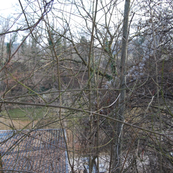 Winterliche Baumlandschaft mit Ästen und Blick auf einen See. Sonnaz.