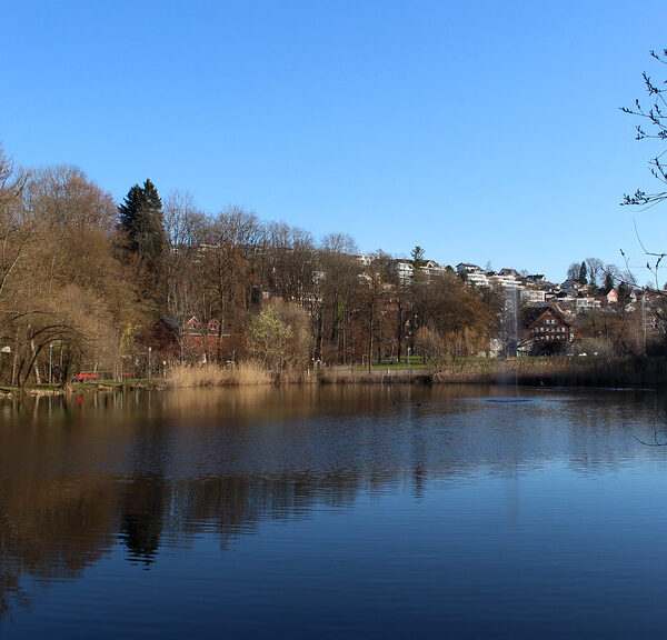 Stadtweiher Wil: Ruhige Wasseroberfläche spiegelt Bäume und Gebäude unter blauem Himmel wider.