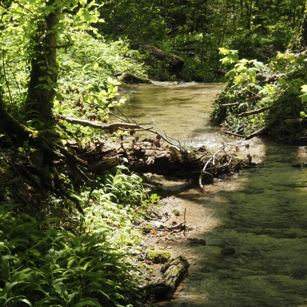 Staffeleggbach-Bachlauf im Wald mit üppigem Grün und Baumstämmen