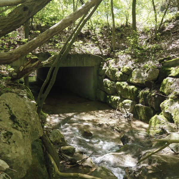 Staffeleggbach-Bach fließt durch einen Betondurchlass im Wald, umgeben von Felsen und Grün.