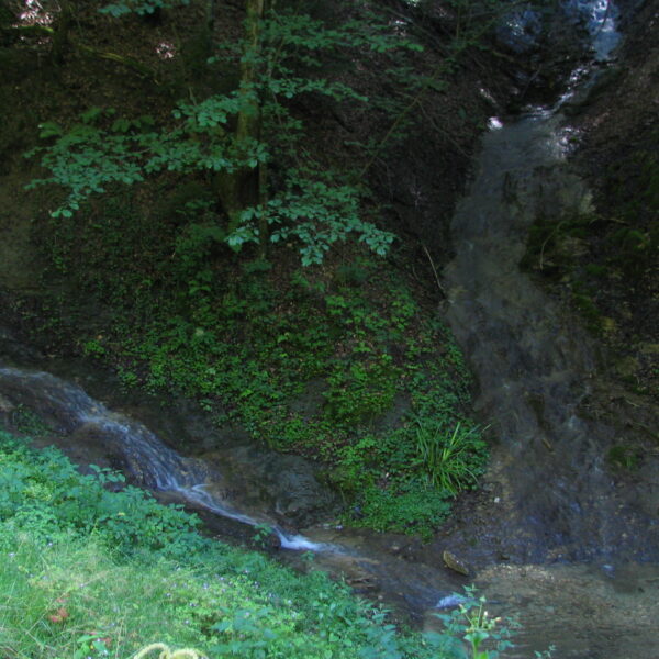 Sulgenbach: Bachlauf im Wald mit üppigem Grün und natürlicher Idylle.