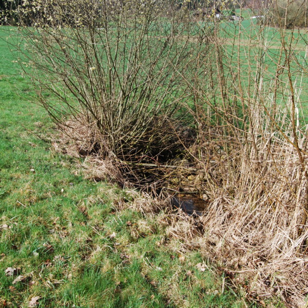 Tägerbach-Bachlauf mit Büschen und Ufervegetation im Grünen.