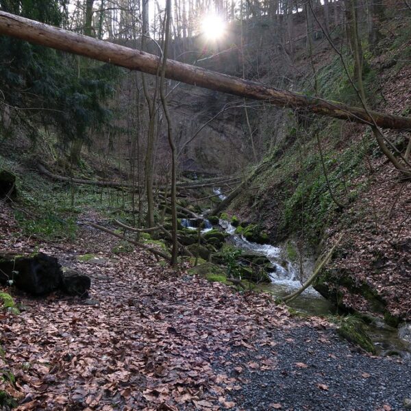 Bachlauf des Töbelibachs in Lutzenberg mit umgestürztem Baum