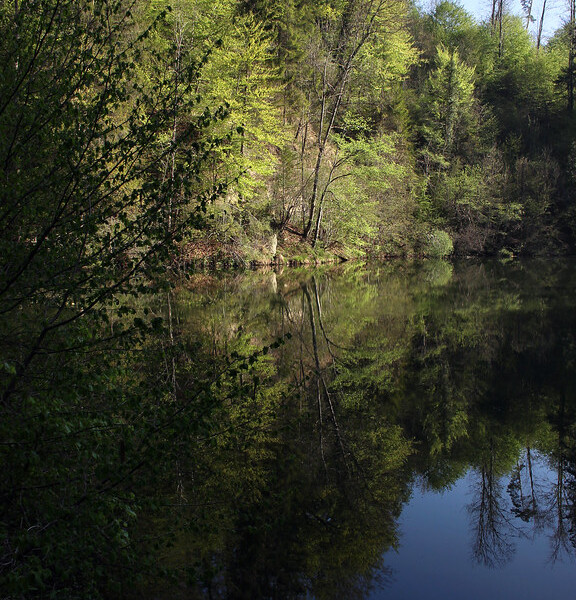 Tobelweiher: Ruhiger See mit Spiegelung des Waldes im Wasser.
