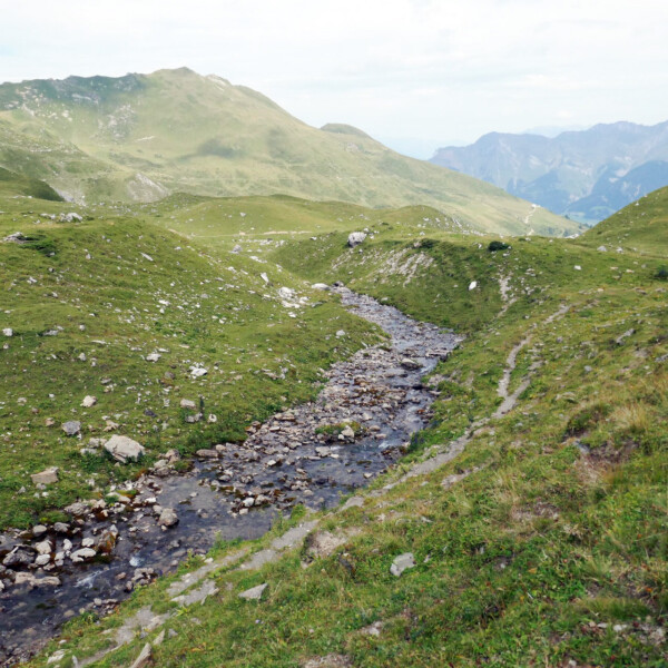 Grüne Landschaft mit Bachlauf in Urdenbach.
