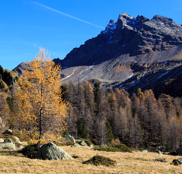 Val da Camp: Herbstliche Landschaft mit Lärchenwald und Bergen unter blauem Himmel.