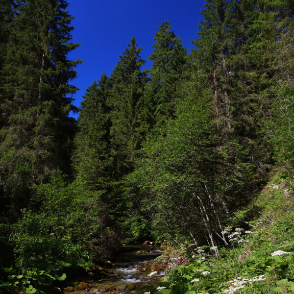 Vièze de Morgins: Bachlauf durch einen grünen Wald unter blauem Himmel.