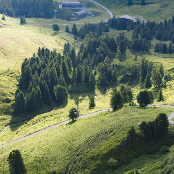 Grüne Landschaft mit Bäumen und Weg im Wärgistalbach.